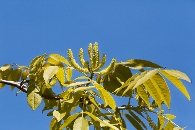 Jardin Botanique de la Bastide-058